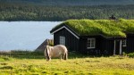Landschaft Norwegen mit Pferd